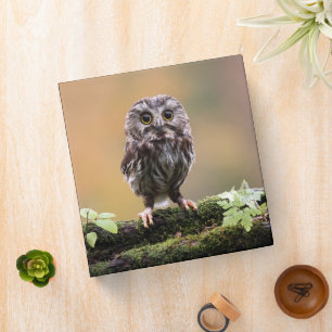 Cutest Baby Animals   A Baby Owl Binder