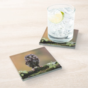Cutest Baby Animals   A Baby Owl Glass Coaster
