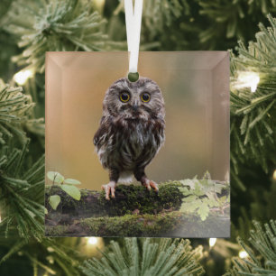 Cutest Baby Animals A Baby Owl Glass Ornament