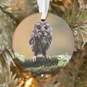 Cutest Baby Animals A Baby Owl Ornament