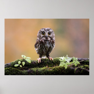 Cutest Baby Animals A Baby Owl Poster