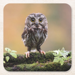Cutest Baby Animals   A Baby Owl Square Paper Coaster
