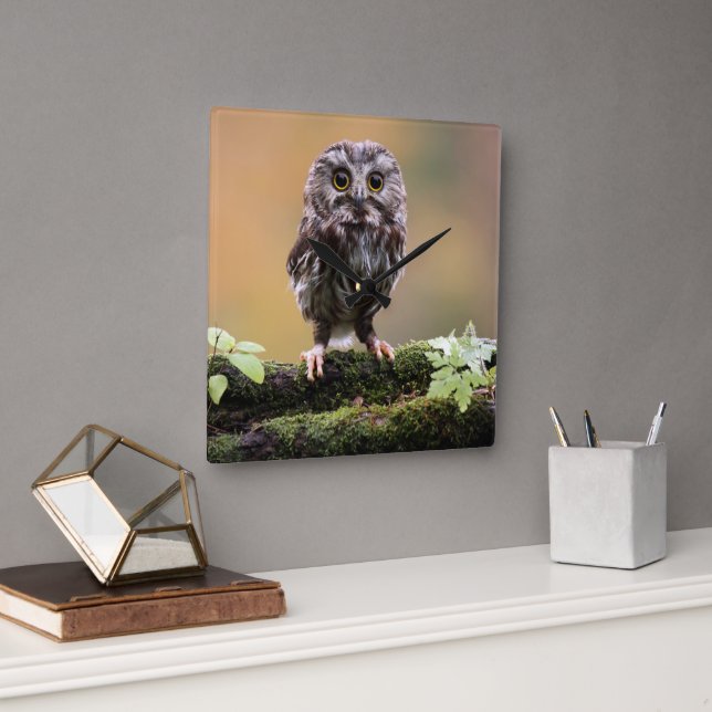 Cutest Baby Animals | A Baby Owl Square Wall Clock (Office)