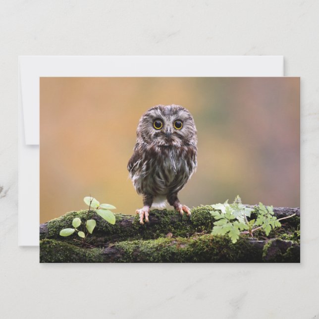 Cutest Baby Animals | A Baby Owl Thank You Card (Front)