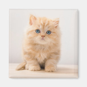 Cutest Baby Animals A British Longhair Kitten Magnet