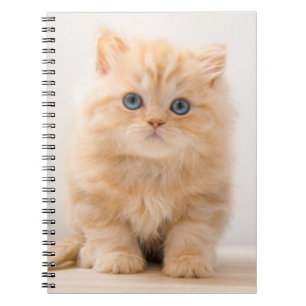 Cutest Baby Animals   A British Longhair Kitten Notebook