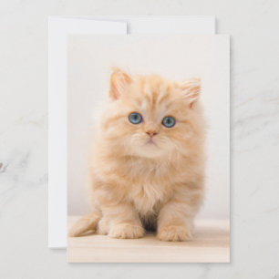 Cutest Baby Animals   A British Longhair Kitten Thank You Card
