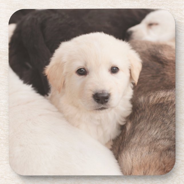 Cutest Baby Animals | A Cute Pile of Puppies Coaster (Front)