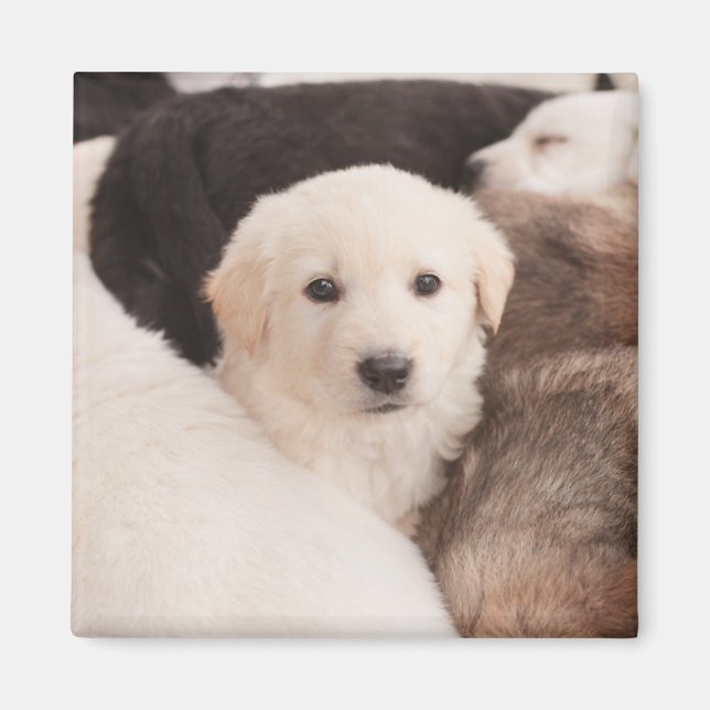 Cutest Baby Animals | A Cute Pile of Puppies Magnet (Front)