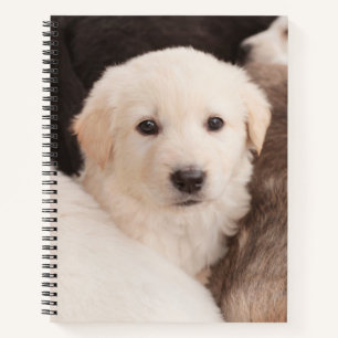 Cutest Baby Animals   A Cute Pile of Puppies Notebook