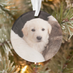 Cutest Baby Animals   A Cute Pile of Puppies Ornament