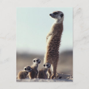 Cutest Baby Animals   A Family of Meerkats Postcard