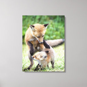 Cutest Baby Animals   Adorable Fox Kit & Mama Canvas Print