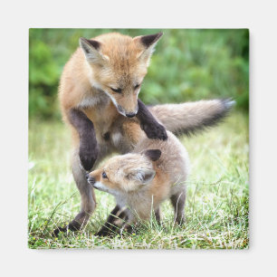 Cutest Baby Animals Adorable Fox Kit & Mama Magnet