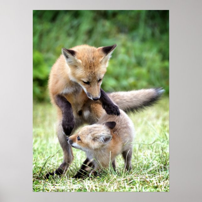 Cutest Baby Animals | Adorable Fox Kit & Mama Poster (Front)