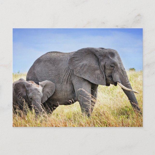 Cutest Baby Animals | African Elephant & Mother Postcard (Front)