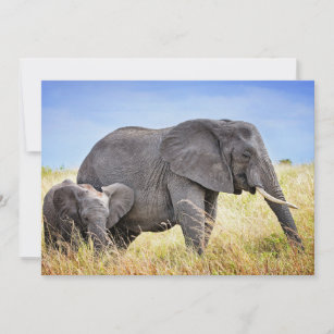 Cutest Baby Animals   African Elephant & Mother Thank You Card