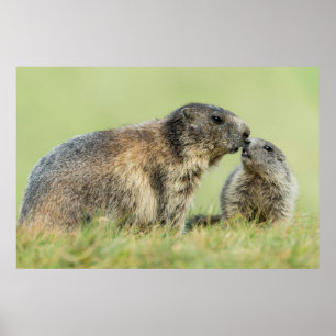 Cutest Baby Animals   Alpine Marmot Family Poster