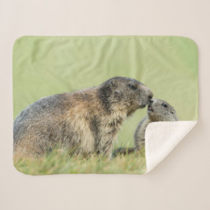Cutest Baby Animals   Alpine Marmot Family Sherpa Blanket