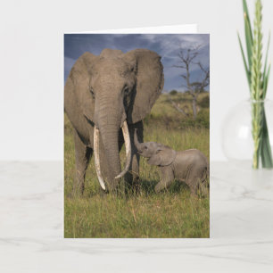 Cutest Baby Animals Amama Elephant With Baby Card