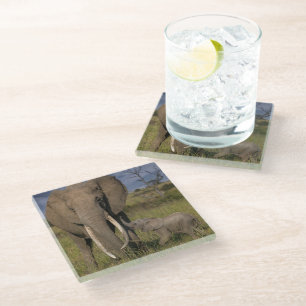 Cutest Baby Animals Amama Elephant With Baby Glass Coaster