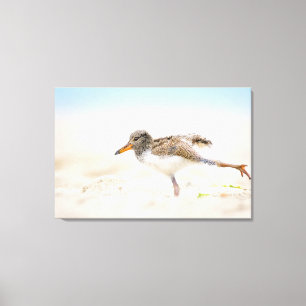 Cutest Baby Animals American Oystercatcher Chick Canvas Print