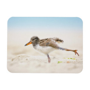 Cutest Baby Animals   American Oystercatcher Chick Magnet