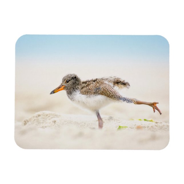 Cutest Baby Animals | American Oystercatcher Chick Magnet (Horizontal)