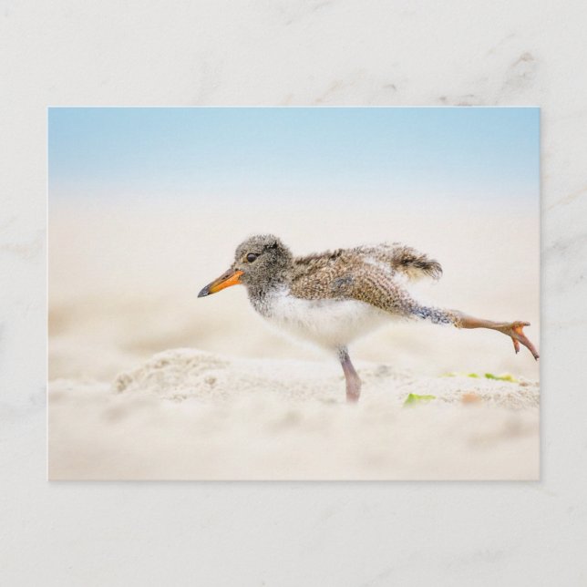 Cutest Baby Animals | American Oystercatcher Chick Postcard (Front)