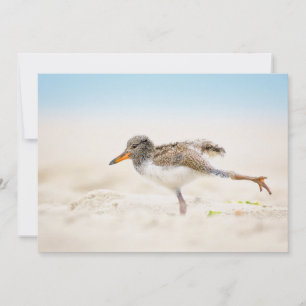 Cutest Baby Animals   American Oystercatcher Chick Thank You Card