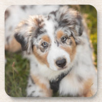 Cutest Baby Animals | Australian Shepherd Puppy