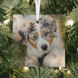Cutest Baby Animals   Australian Shepherd Puppy Glass Ornament