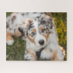 Cutest Baby Animals   Australian Shepherd Puppy Jigsaw Puzzle