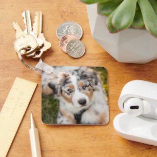 Cutest Baby Animals   Australian Shepherd Puppy Keychain