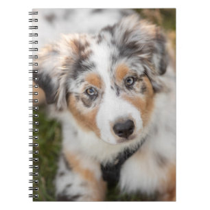 Cutest Baby Animals Australian Shepherd Puppy Notebook
