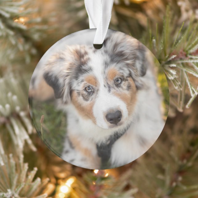 Cutest Baby Animals | Australian Shepherd Puppy Ornament (Tree)