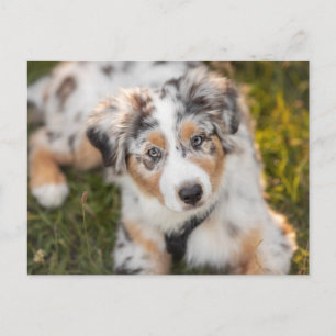 Cutest Baby Animals   Australian Shepherd Puppy Postcard