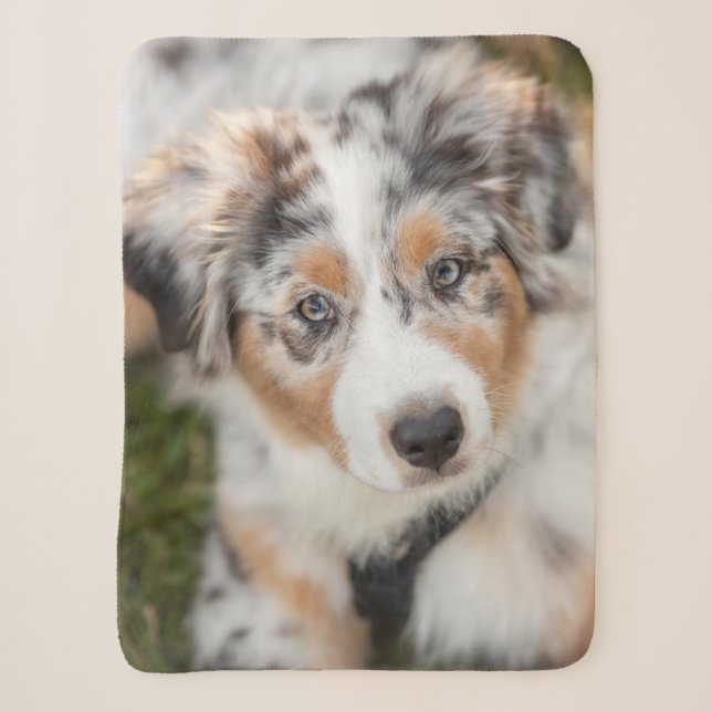 Cutest Baby Animals | Australian Shepherd Puppy Sherpa Blanket (Front)
