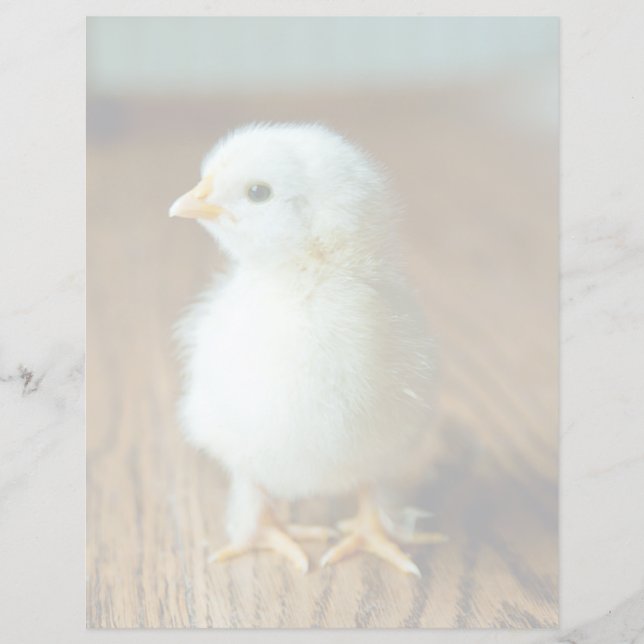 Cutest Baby Animals | Baby Chick (Front)