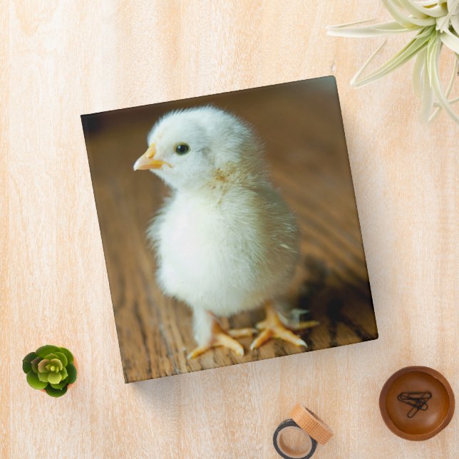 Cutest Baby Animals | Baby Chick Binder (In Situ)