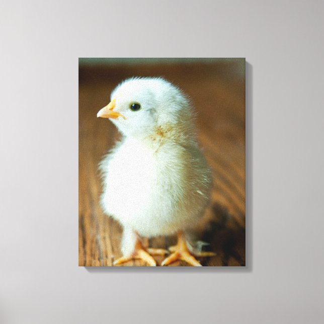 Cutest Baby Animals | Baby Chick Canvas Print (Front)