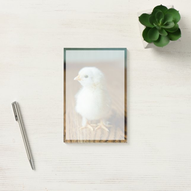 Cutest Baby Animals | Baby Chick Post-it Notes (Office)