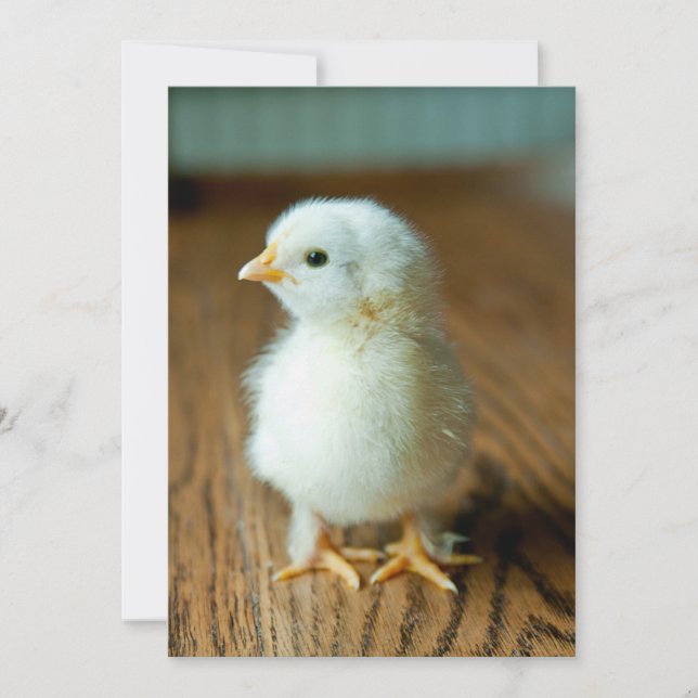 Cutest Baby Animals | Baby Chick Thank You Card (Front)