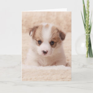 Cutest Baby Animals   Baby Corgi Card