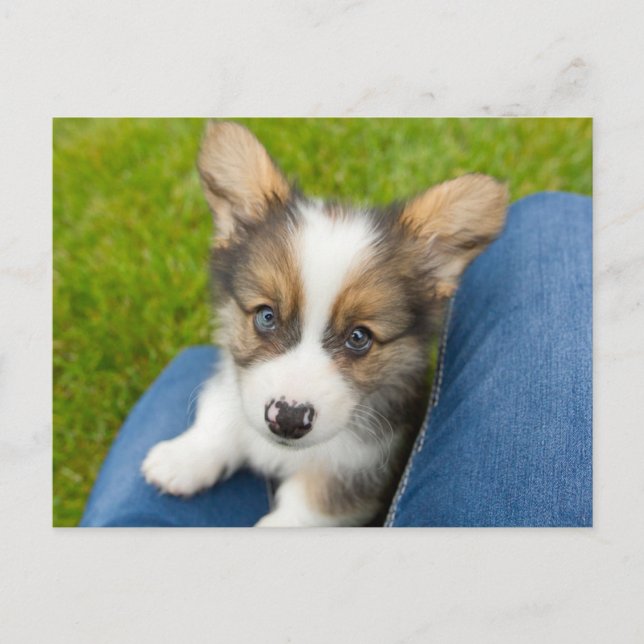 Cutest Baby Animals | Baby Corgi in My Lap Postcard (Front)