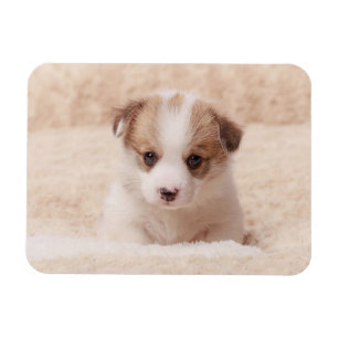Cutest Baby Animals Baby Corgi Magnet