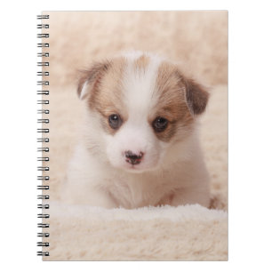 Cutest Baby Animals   Baby Corgi Notebook