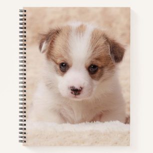 Cutest Baby Animals Baby Corgi Notebook