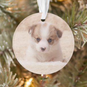 Cutest Baby Animals   Baby Corgi Ornament