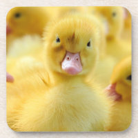Cutest Baby Animals | Baby Duck Group